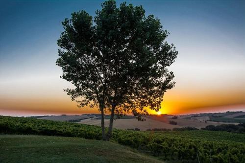 La Vita Nuova Appartements - Appart B&B Morro dʼAlba Esterno foto